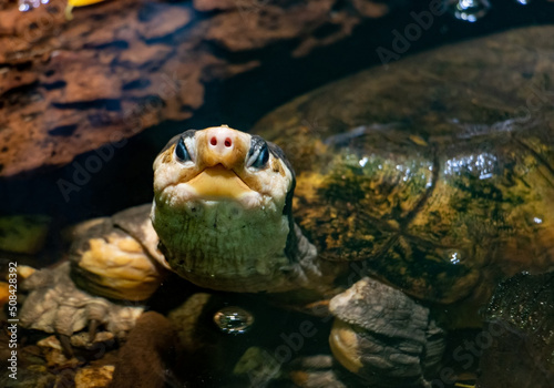 The Malayan flat-shelled turtle (Notochelys platynota) looks to camera