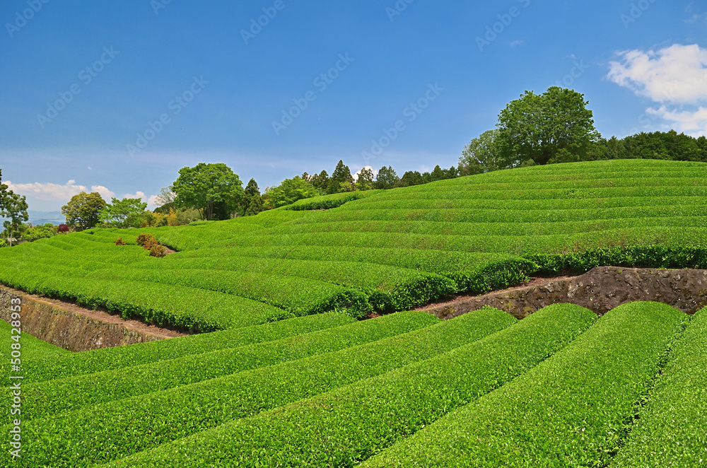 静岡県大淵笹場の新緑の茶畑と青空