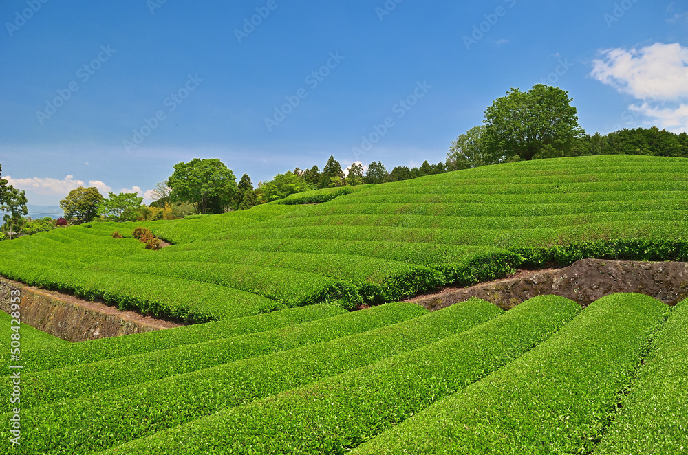 静岡県大淵笹場の新緑の茶畑と青空 静岡県大淵笹場の新緑の茶畑と青空