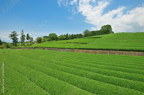静岡県大淵笹場の新緑の茶畑と青空