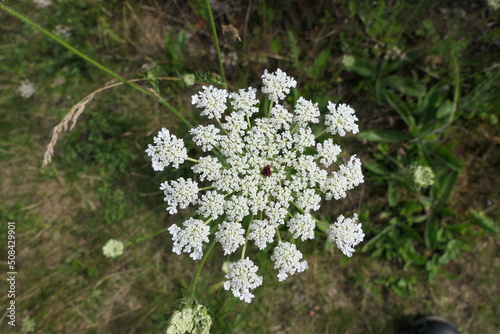 Wilde Möhre Zentralblüten