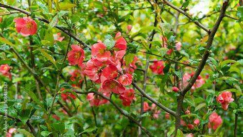 red flowers in the garden