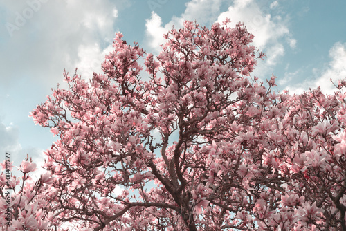 Blooming magnolia tree crown. Branches covered with huge pink flowers