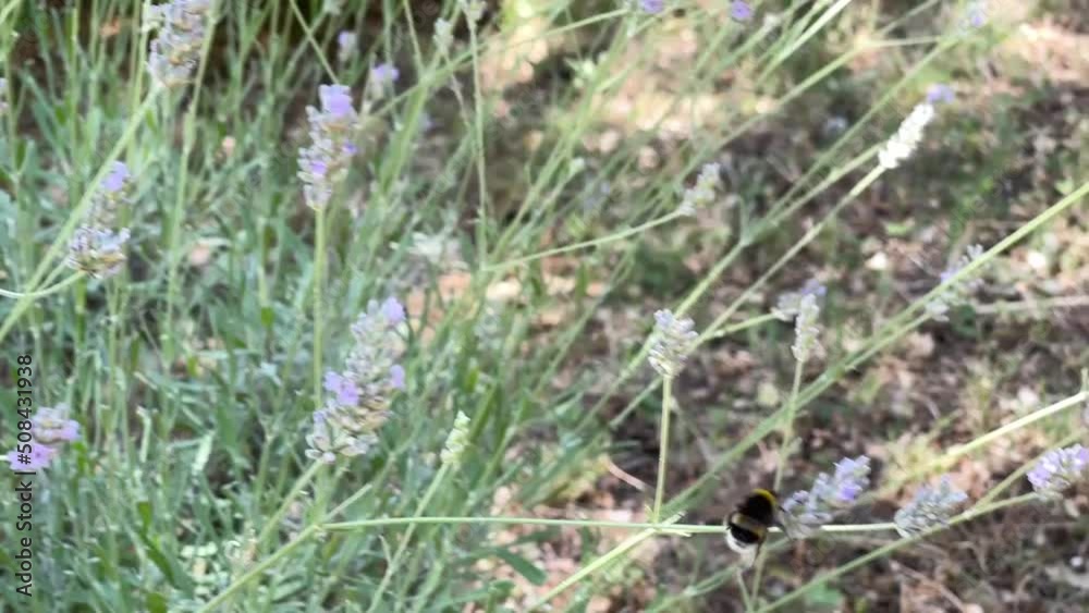 Bumblebee flying from flower to flower in lavender fields slow motion Bumblebee flying from flower to flower in lavender fields slow motion
