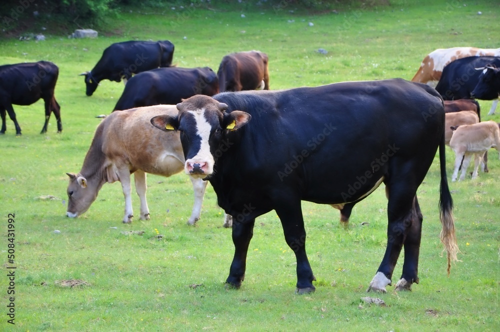Black bull on the farm, cows in background. Bull in Croatia in the green field. Black bull and cow on the Grobnik, Croatia cattle farm Black bull on the farm, cows in background. Bull in Croatia in the green field. Black bull and cow on the Grobnik, Croatia cattle farm