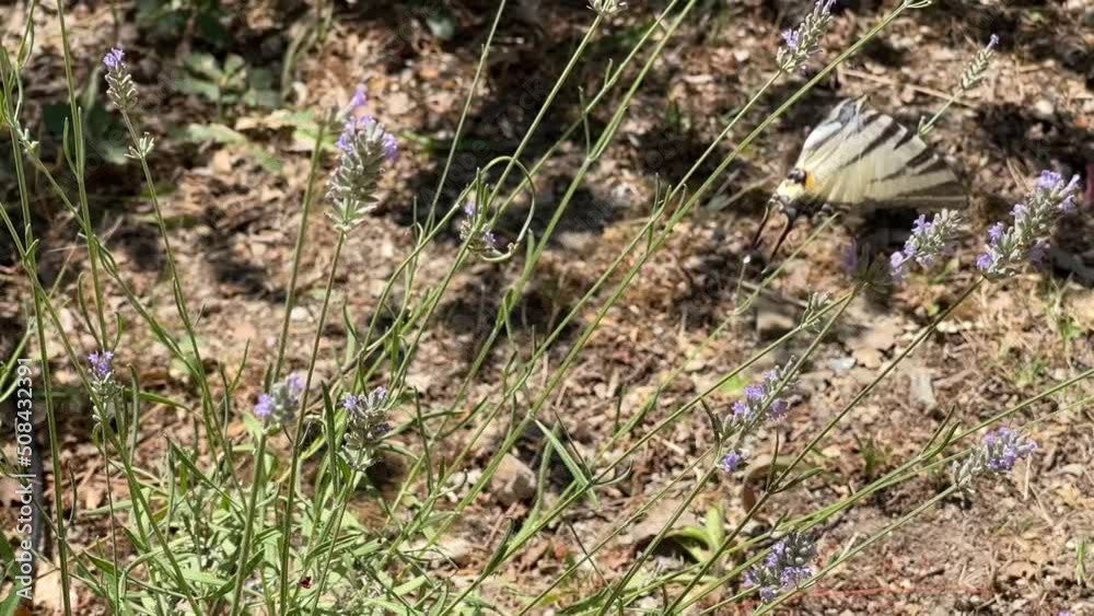 Butterfly (Iphiclides Podalirius) sucking nectar on growing lavender flowers slow motion Butterfly (Iphiclides Podalirius) sucking nectar on growing lavender flowers slow motion