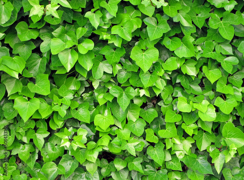 Hedge of green and fresh large-leafed ivy