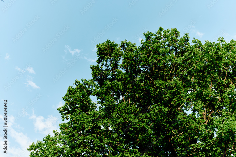 Spring green leaves on a tree against a blue sky, Spring green leaves on a tree against a blue sky,