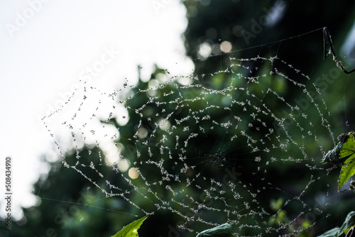 spider web with flies on a light background