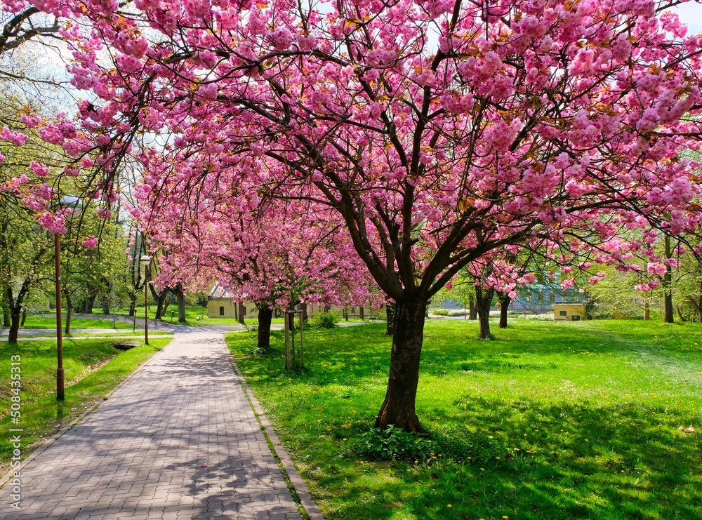 Beautiful scenic park with blossoming sakura cherries and green lawn in spring