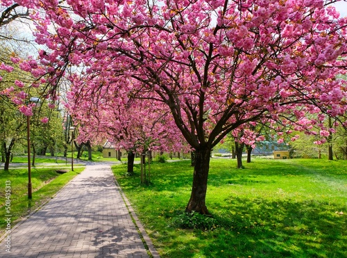 Beautiful scenic park with blossoming sakura cherries and green lawn in spring