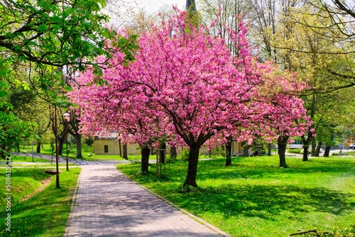 Beautifully blooming sakura in the park, green grass © Ludek