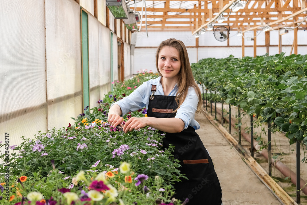 A young female gardener works in a large flower greenhouse. Young woman pruning plants in an industrial greenhouse.
