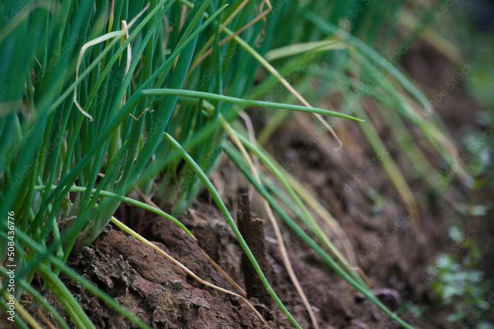 Cultivation of onion plants as one of the main ingredients of cooking. Shallots have a unique taste for simple and healthy dishes Cultivation of onion plants as one of the main ingredients of cooking. Shallots have a unique taste for simple and healthy dishes