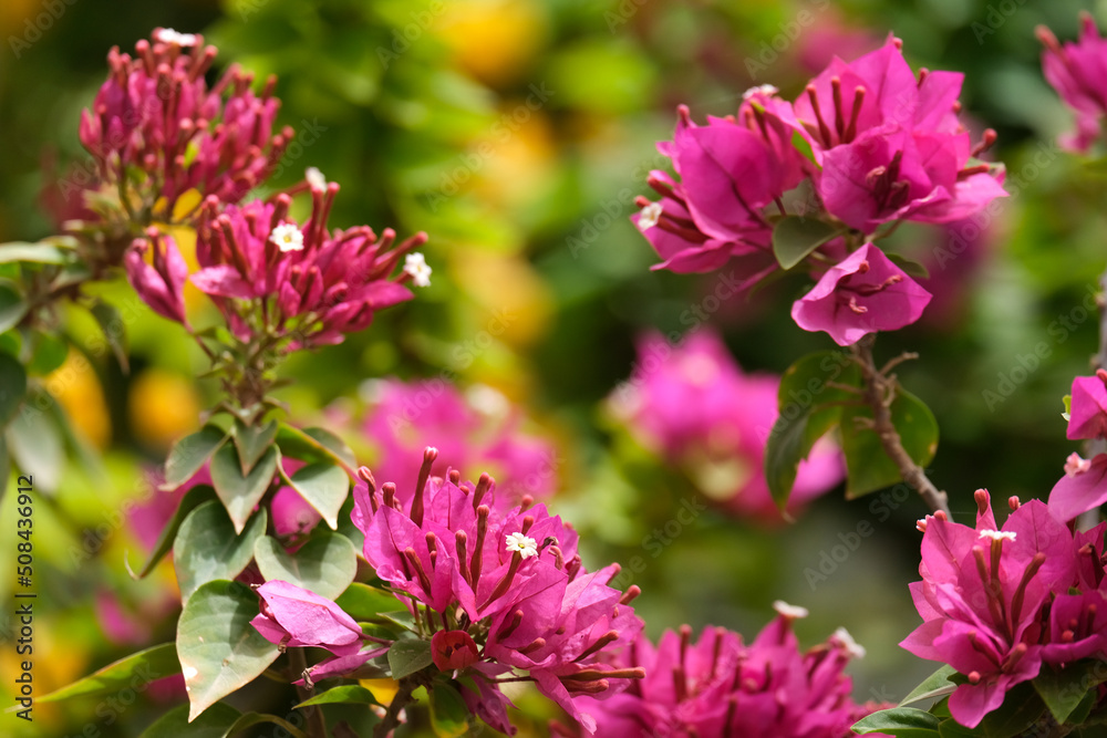Ornamental shrub or Bougainvillea tree (Latin - Bougainvillea) Ornamental shrub or Bougainvillea tree (Latin - Bougainvillea)