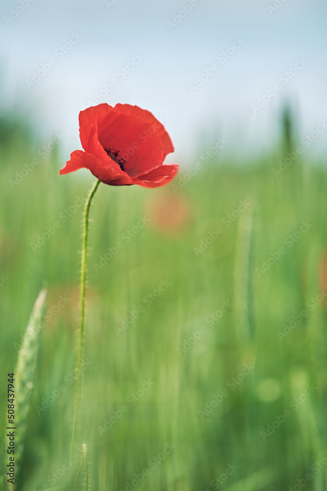 single Poppy growing in a green field. High quality photo single Poppy growing in a green field. High quality photo
