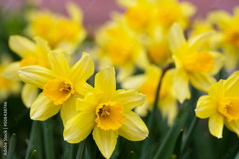 Spring flower yellow Narcissus in the garden, selective focus, close-up