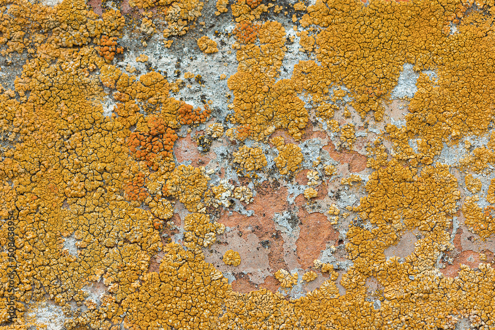 Brick wall overgrown with moss. Macro Brick wall overgrown with moss. Macro
