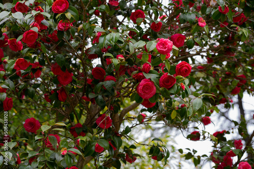 Japanese Camellia Camellia japonica in sunny spring day in Arboretum Park Southern Cultures in Sirius Adler .