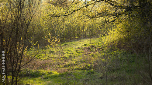 Small clearing in deep forest in spring