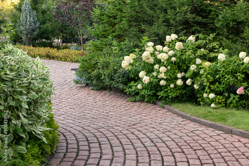 Paved alley of the park with flowering hydrangea bushes. Landscaping.