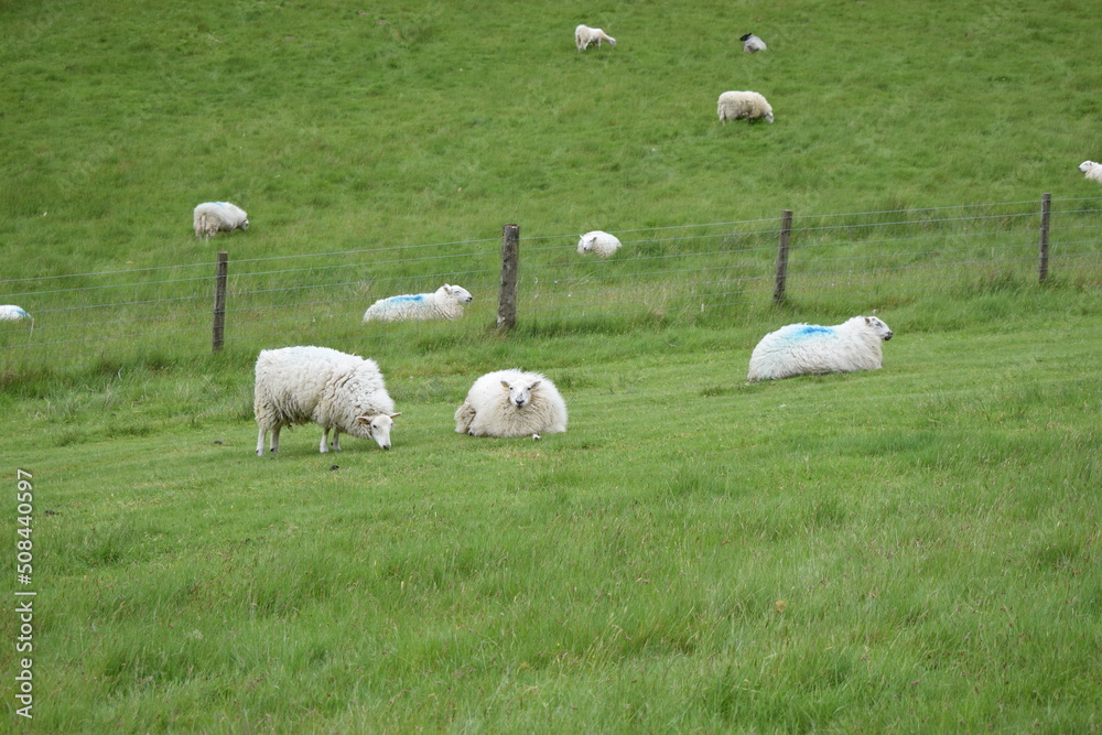 Sheep resting in a field in Spring. Sheep resting in a field in Spring.