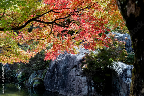 滋賀県大津市　紅葉の瀬田のびわこ文化公園　夕照の庭 photo
