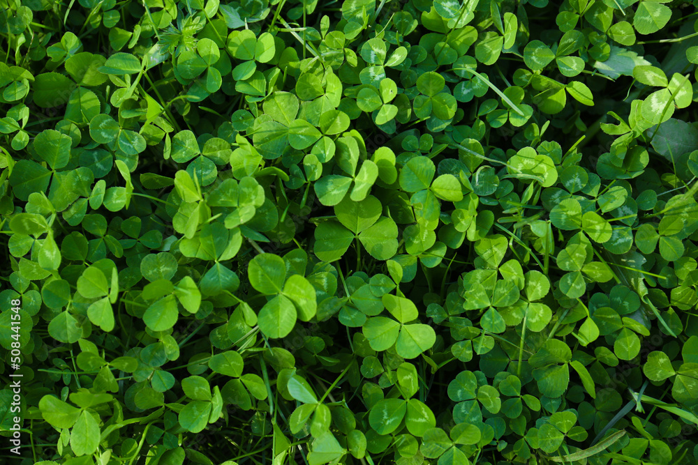 Obraz premium Top view of beautiful green clover leaves
