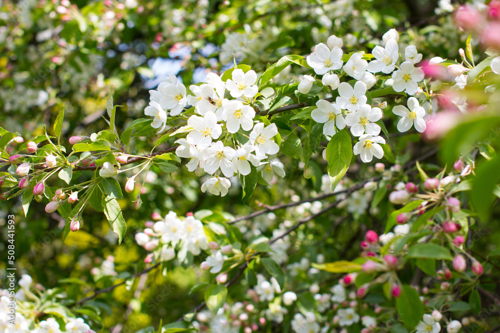 Blooming white apple tree in the garden. White trees