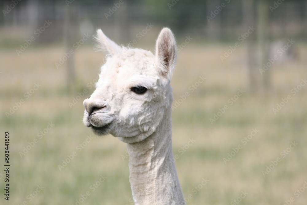 white llama portrait