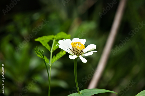 Common zinnia, one of the flowers that is easy to grow in tropical climates. Naturally colorful flowers