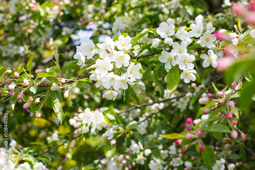 Blooming white apple tree in the garden. White trees