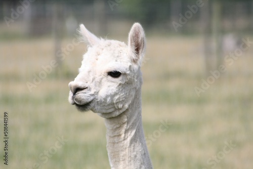 white llama portrait © louispreslandphotos