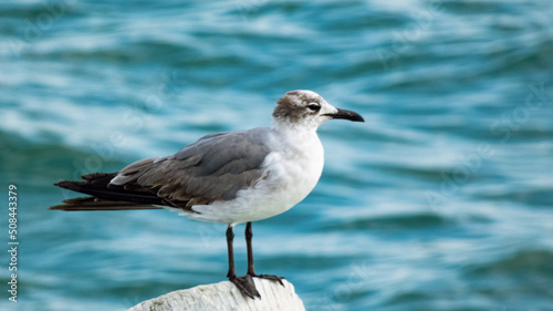 Seagull posed, Clearwater, Florida