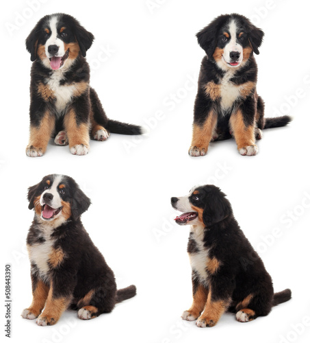 Collage with photos of cute dog on white background