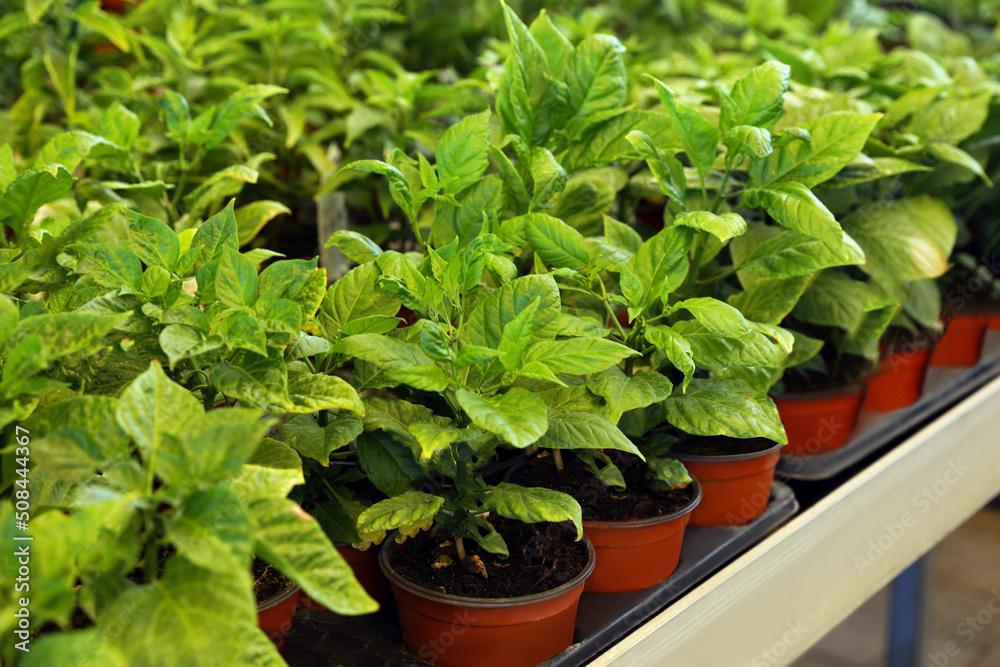 Pots with green pepper seedlings on table Pots with green pepper seedlings on table
