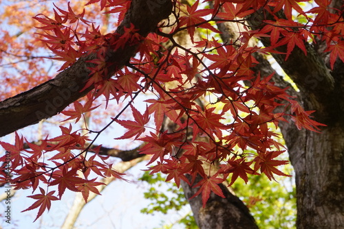 Japanese Garden and Autumn Foliage at Jogi Nyorai Saihoji Temple in Miyagi, Japan - 日本 宮城県 仙台 定義山 定義如来西方寺 日本庭園 もみじ photo
