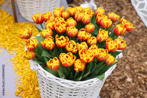 Beautiful tulip flowers in white wicker basket on ground. Spring season