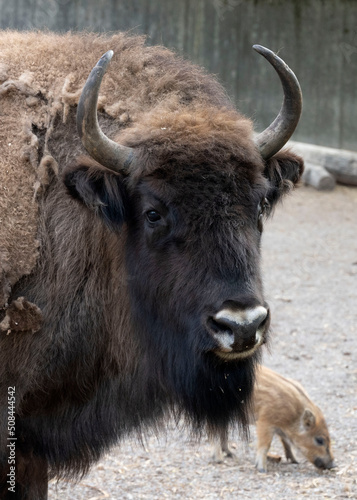 bison head closeup