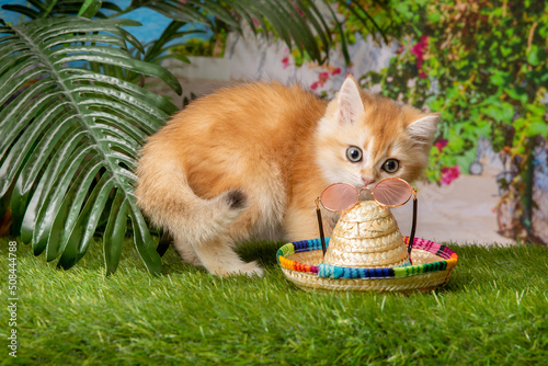 a kitten on a background of palm trees , with a straw hat , the concept of a summer holiday © Olesya Pogosskaya
