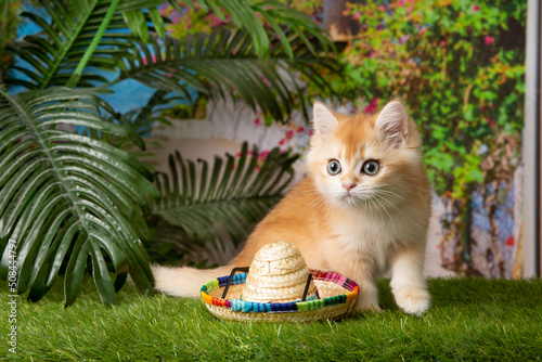 a kitten on a background of palm trees , with a straw hat , the concept of a summer holiday © Olesya Pogosskaya