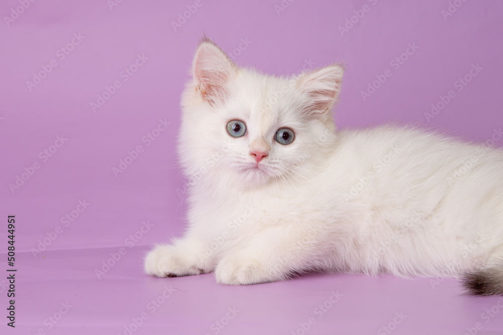 cute, funny little kitten on a purple background cute, funny little kitten on a purple background