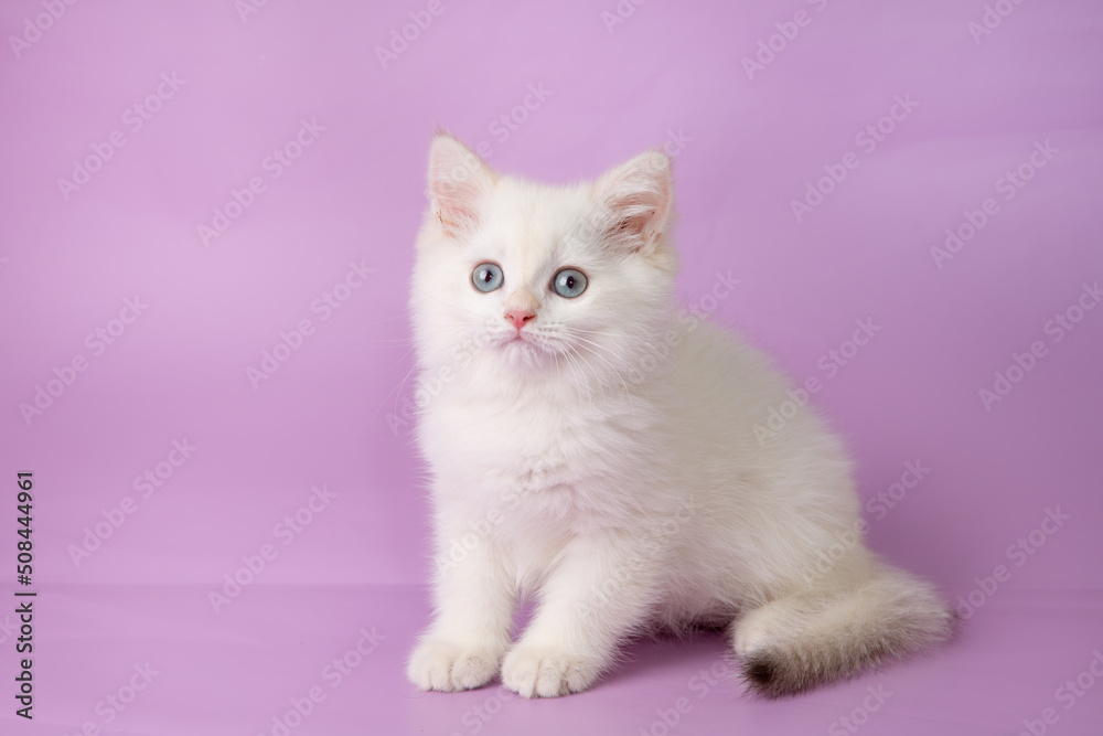 cute, funny little kitten on a purple background