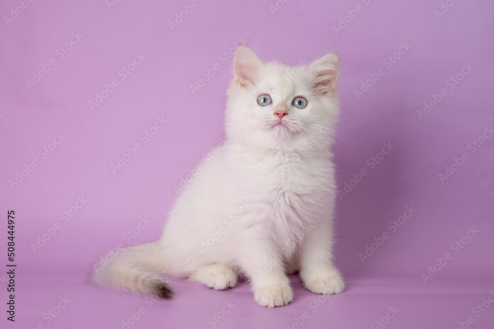 cute, funny little kitten on a purple background cute, funny little kitten on a purple background
