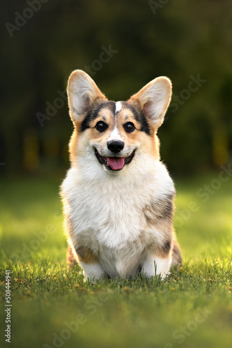 happy corgi dog sitting on grass in summer