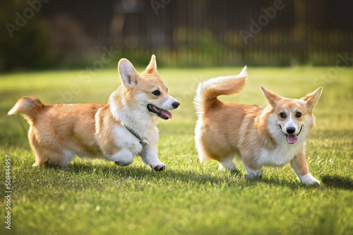 Canvas Print two active corgi puppies running together on grass