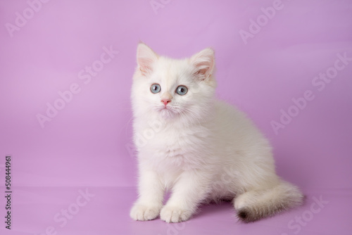 cute, funny little kitten on a purple background