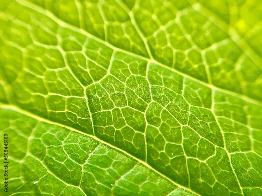 green leaf macro green leaf macro