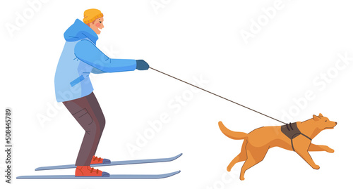 Man on skies pulling by dog. Winter walk fun