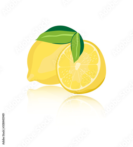 Lemon isolated on white background. Vector illustration for print, food, shops, textiles. With reflection.